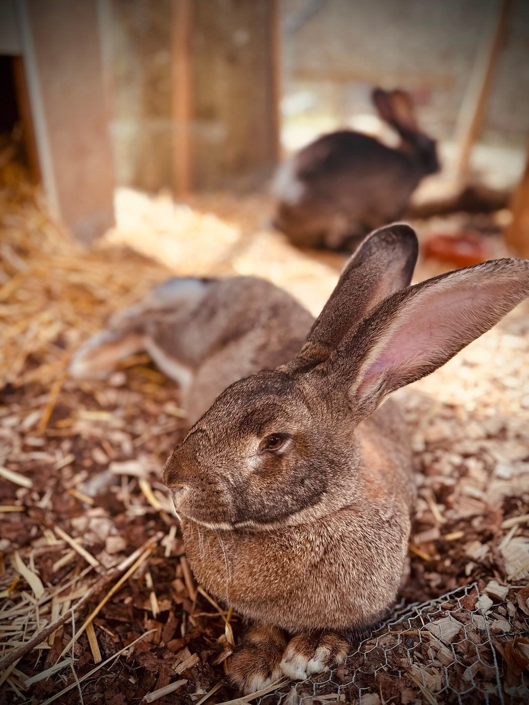 Lapins en liberté au domaine