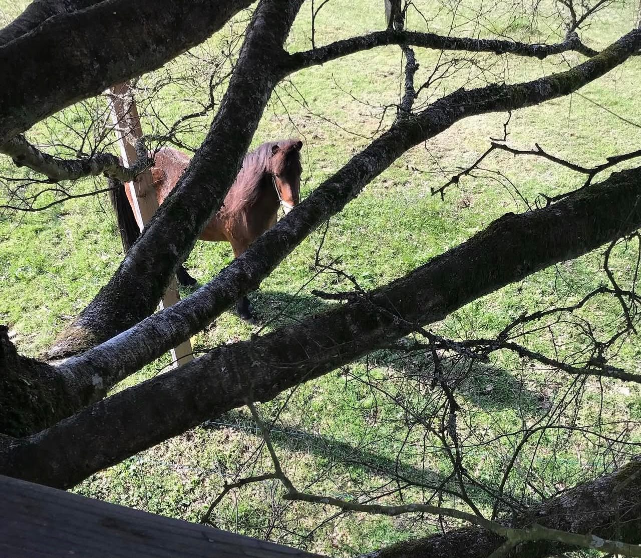 Le cheval du domaine, vu de la terrasse